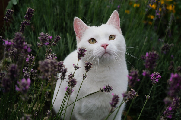 Lavender: A Mediterranean Herb that Calms Cats