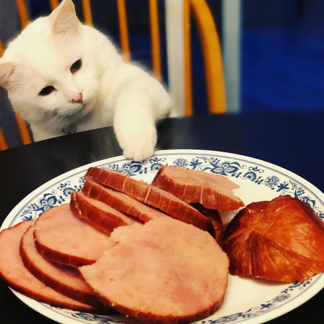 Woman Yelling at Cat: Salad Cat Meme Icon 