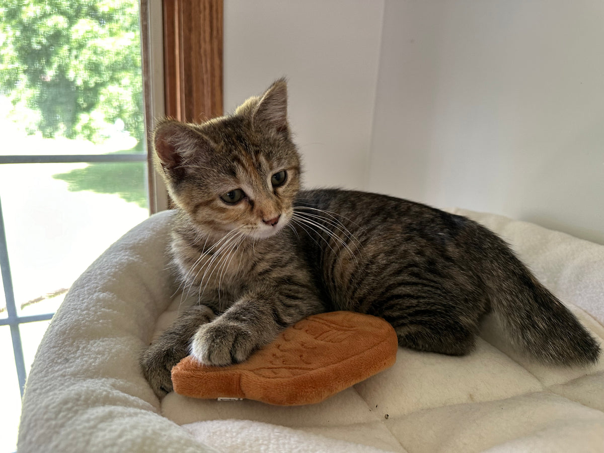 Taiyaki Samanco Cat Toy – Refillable, Washable, USDA Organic Catnip Delight!